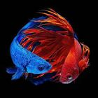 Betta Fish Wallpapers أيقونة