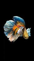 Betta Fish Wallpapers Cartaz