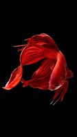 Betta Fish Wallpapers captura de pantalla 1