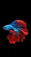 Betta Fish Wallpapers captura de pantalla 2