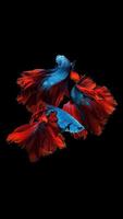 Betta Fish Wallpapers captura de pantalla 3