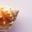 Conch Shell Puzzle