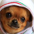 Chihuahua Puzzle ikona