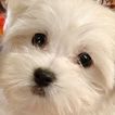 赤ちゃん犬パズル
