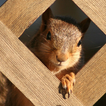 Squirrel Puzzle