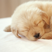 Puppy Puzzle