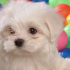 White Baby Dog Puzzle أيقونة