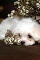 White Baby Dog Puzzle تصوير الشاشة 1