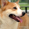 Pembroke Welsh Corgi Puzzle