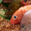 Seafood Puzzle