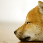 Shiba Inu Puzzle icône