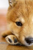 Shiba Inu Puzzle Affiche