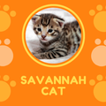 Savannah Cat : Pet Cats