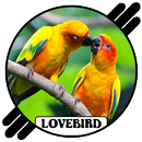 Suara Lovebird Paud Juara Ngekek APK