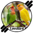 Lovebird Ngetik Ngekek Offline APK