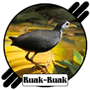 Suara Pikat Burung Ruak Ruak Terbaru 2021 APK