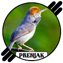 Master Kicau Prenjak Pikat Ampuh Offline APK