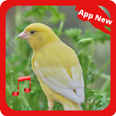 Canaries birds sounds APK