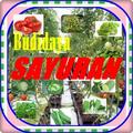 Budidaya Sayuran