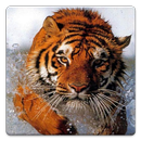 Animal Wallpapers! APK