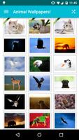 Animal Wallpapers! Affiche