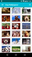 Dog Wallpapers! Affiche