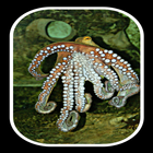 giant squid 图标