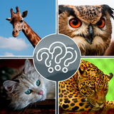 Guess the Animal biểu tượng