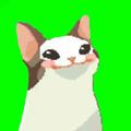 gookbapcat