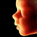 ScanBaby learn baby ultrasound APK