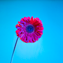 Flowers Wallpaper 4k 2023 APK