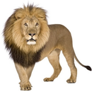 African Wild Animals APK