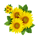 Scientific Names of plants APK