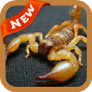 Scorpion Wallpaper APK