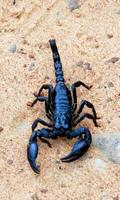 2 Schermata Scorpion Wallpaper