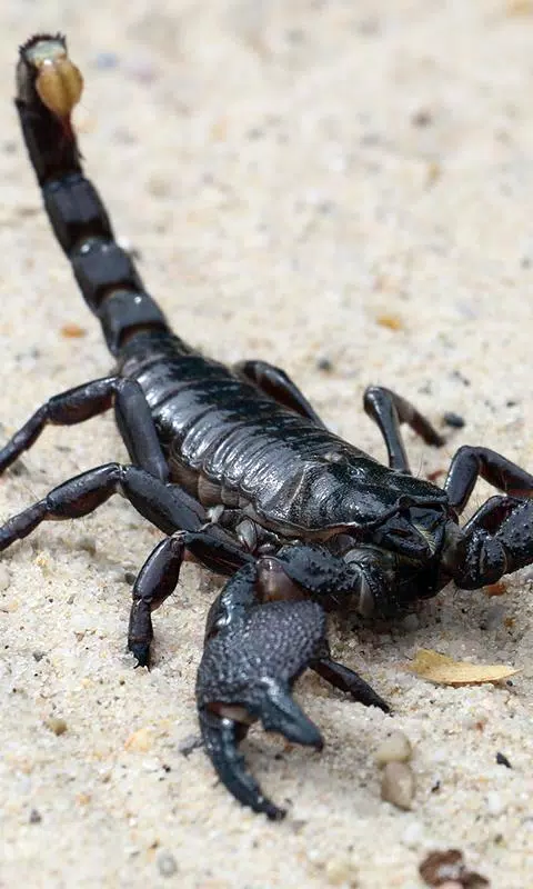 Scorpion Wallpaper APK for Android Download Scorpion Wallpaper APK for Android Download