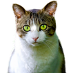 Tiere Sticker WAStickerApps