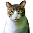 Animal Stickers WAStickerApps HD APK