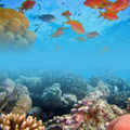 Sea Animals