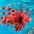 Sea Life Live Wallpaper 🌊 Animated Backgrounds APK