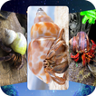 Hermit Crab Wallpapers