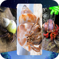 Hermit Crab Wallpapers