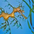 Leafy sea dragon