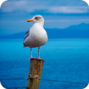 🐦 Seagull Wallpaper 🐦 APK