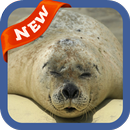 Seal Wallpaper APK
