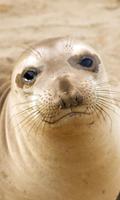 Seal Wallpaper 포스터