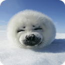 Kawaii Seal Wallpaper APK