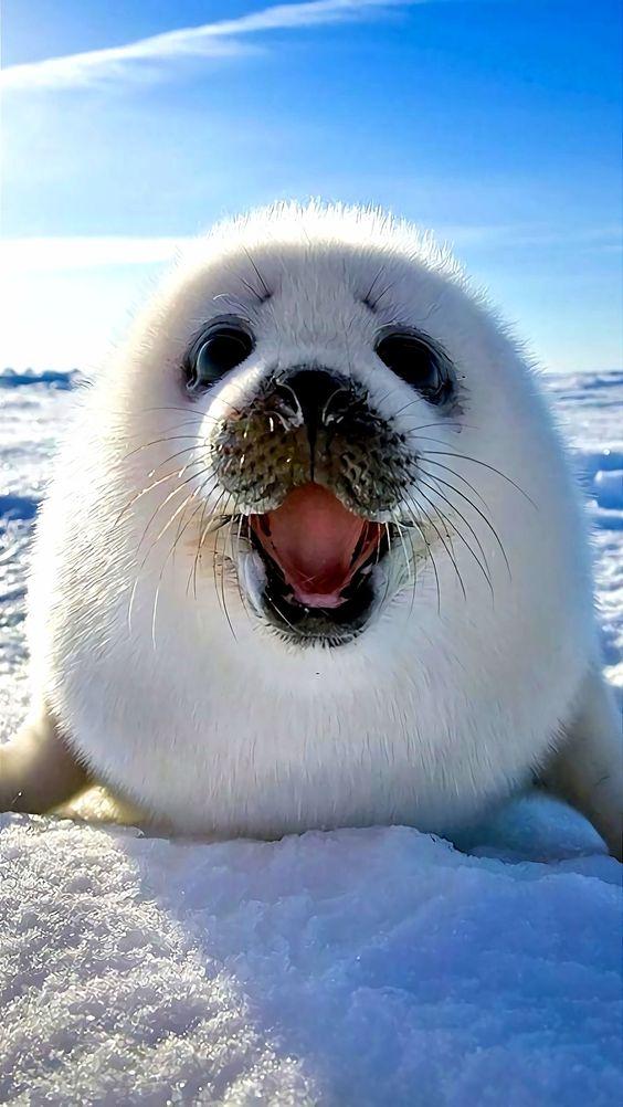 Kawaii Seal Wallpaper APK pour Android Télécharger Kawaii Seal Wallpaper APK pour Android Télécharger