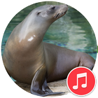 Sea Lion Sounds icône