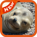 Sea Lion Wallpaper APK